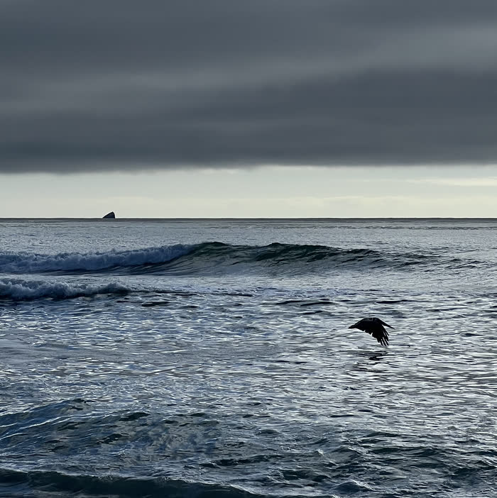 A bird skimming the surf under heavy cloud