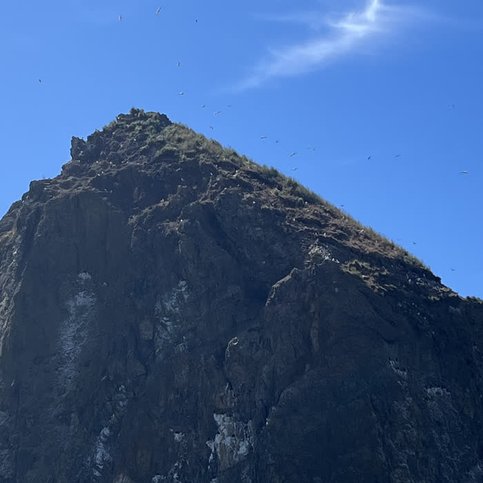 Seabirds circling a headland against blue sky